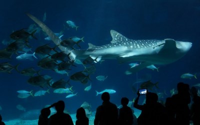 「國立海洋生物博物館」Blog遊記的精采圖片